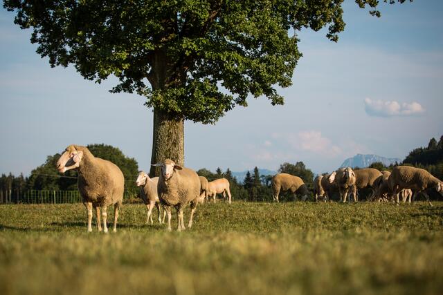 Foto: Schafe OÖ/Perner