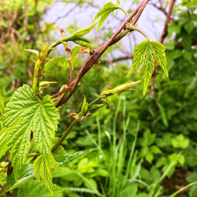 ... Wilder Hopfen ... | Foto: Peter Kirchengast