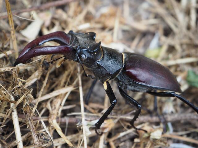 Der männliche Hirschkäfer ist durch seine Zangen sehr markant. | Foto: Natur:Büro