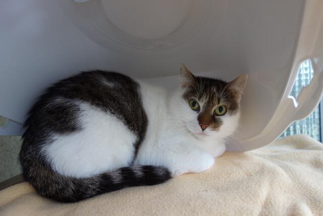 Gloria sucht ein neues Zuhause. | Foto: Tierheim Linz