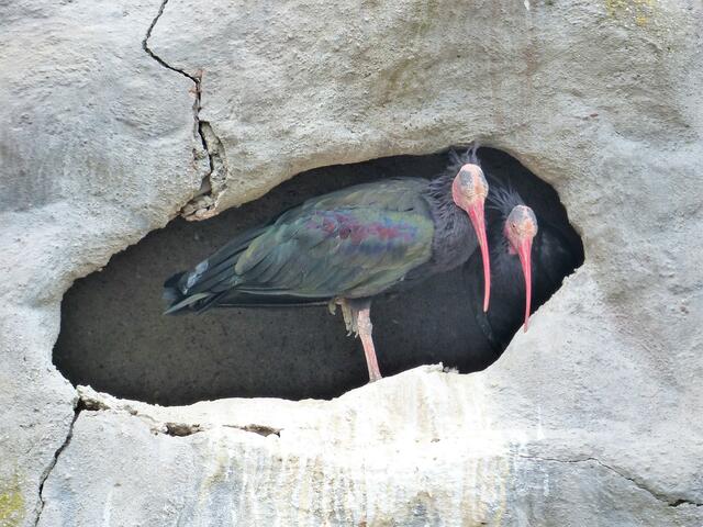Waldrappen in ihrer Bruthöhle