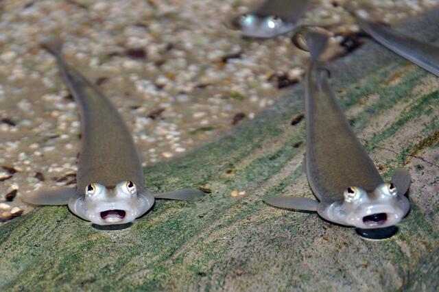 Die Vieraugenfische können gleichzeitig unter Wasser ihren Futterplatz im Auge behalten und über der Wasseroberfläche nach Fressfeinden Ausschau halten. | Foto: Hulla