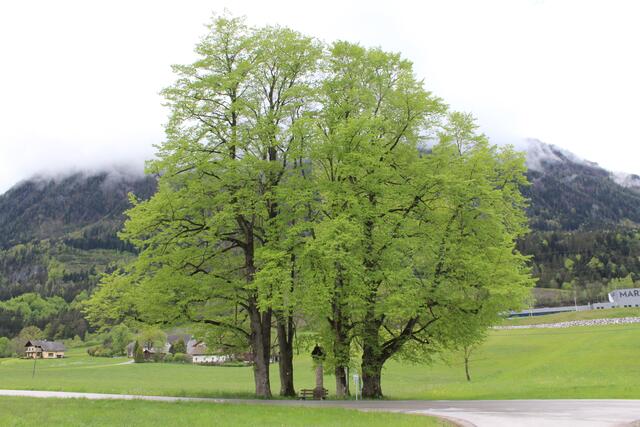 Die Mariensäule "Zu den fünf Linden" ist 176 Jahre alt. | Foto: Weymayer