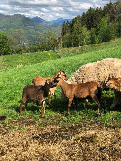 Die Wiedersehensfreude war groß, als Kamerunlamm „Wilhelmine“ ins Tierparadies Schabenreith übersiedelte. | Foto: Tierparadies Schabenreith | Hofner