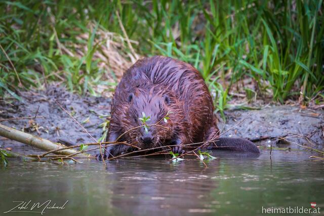 Der Biber fühlt sich in den Donauauen wohl. | Foto: heimatbilder.at