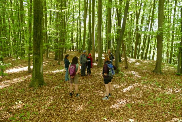 Der Kulturpark Hengist lädt zur Walderlebniswanderung ein. Anmeldung erforderlich!  | Foto: Kulturpark Hengist