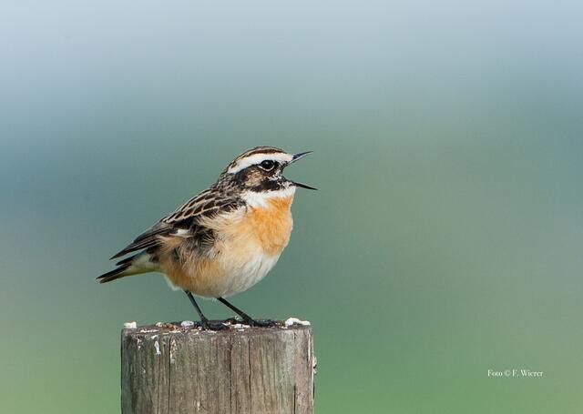 Das Braunkehlchen (Saxicola rubetra)