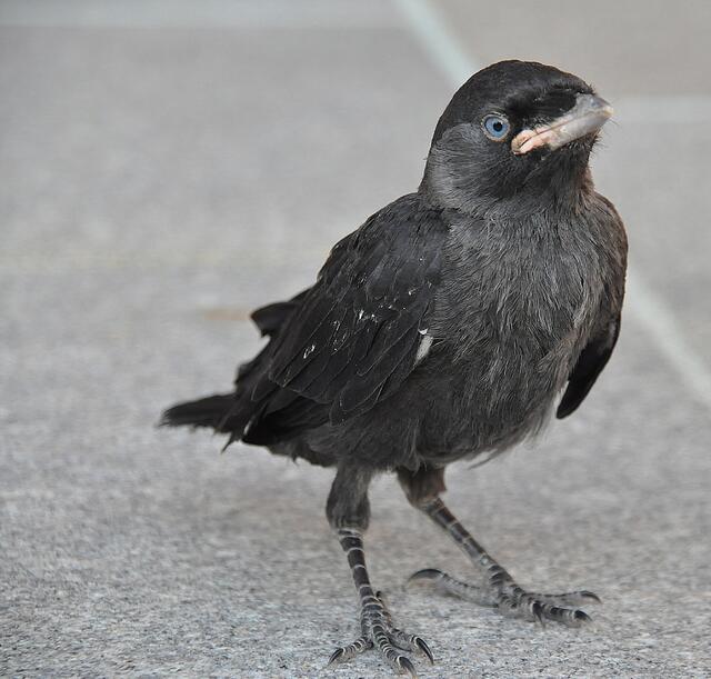 Flügge, junge Dohle | Foto: Weninger