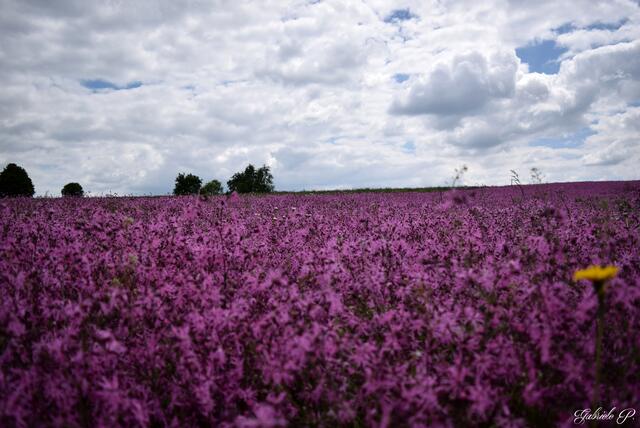 Ein ganzes Feld im zarten Rosa