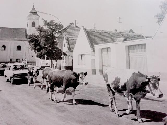 Dieses Foto wurde am 4. September 1971 aufgenommen, Das war der letzte Kuhtrieb in Trausdorf. Am Sonntag, 6.9.1971 fand die Feier zu 50 Jahre Burgenland statt.