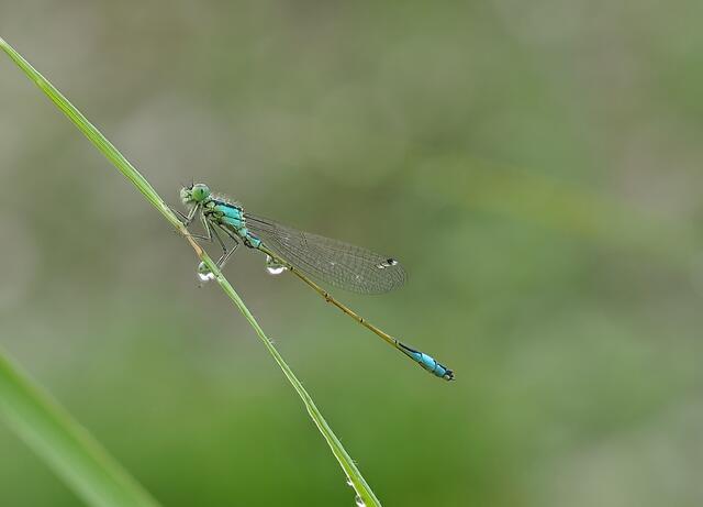 Diese Libelle wurde nach einem nächtlichen Regen, ganz früh am Morgen abgelichtet.  | Foto: Ingrid Stuller