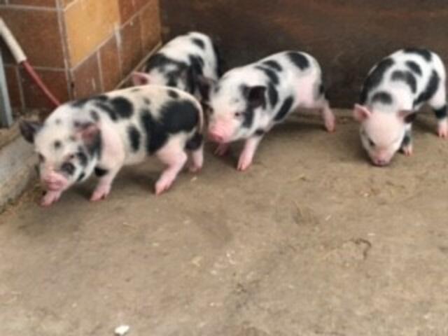 Foto: Tierseelenhoffnung