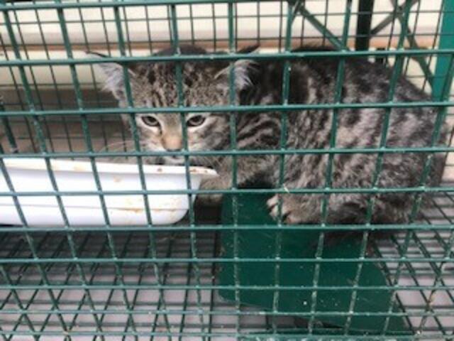 Viele Katzen finden beim Verein Tierseelenhoffnung Zuflucht. | Foto: Tierseelenhoffnung