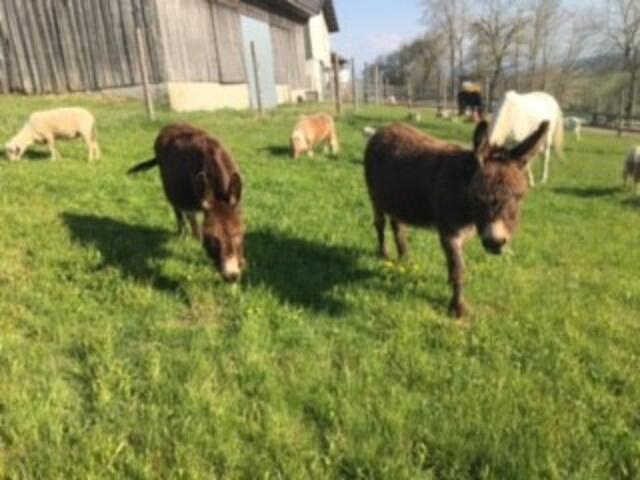 Foto: Tierseelenhoffnung