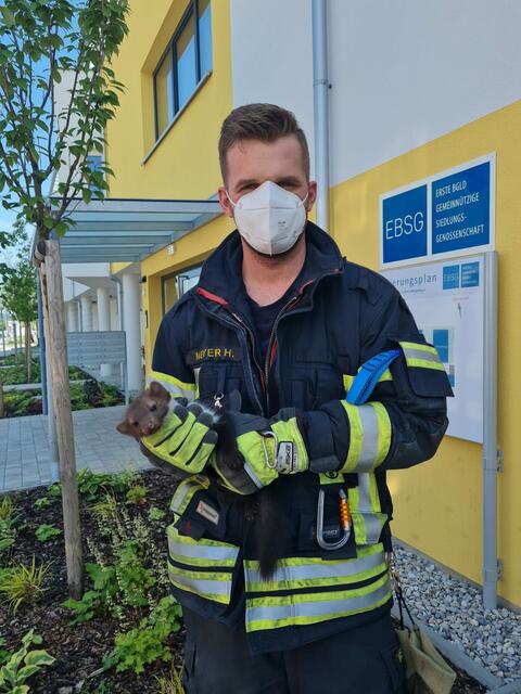 Die Florianis aus Neufeld konnten das Frettchen aus seiner misslichen Lage befreien. | Foto: Feuerwehr Neufeld