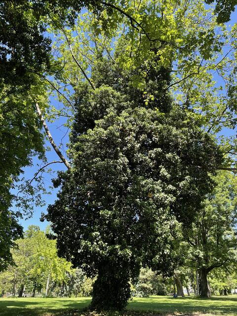 Der Ahornbaum steht am Rand des Schweizergartens | Foto: Stromberger