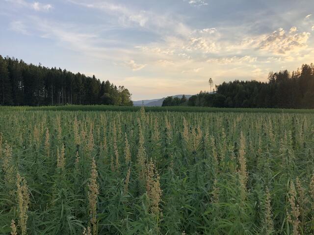 Ein wahrlich schöner Anblick: das Hanfeld in Bernaich in Abendstimmung. | Foto: Privat 