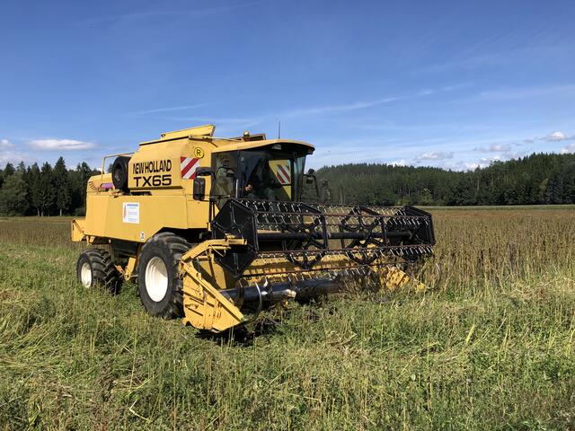 Die Hanfsamenernte | Foto: Privat