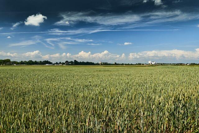 Rund 20 Hektar Ackerland würden durch die Ostumfahrung versiegelt werden. | Foto: Vernunft statt Ostumfahrung