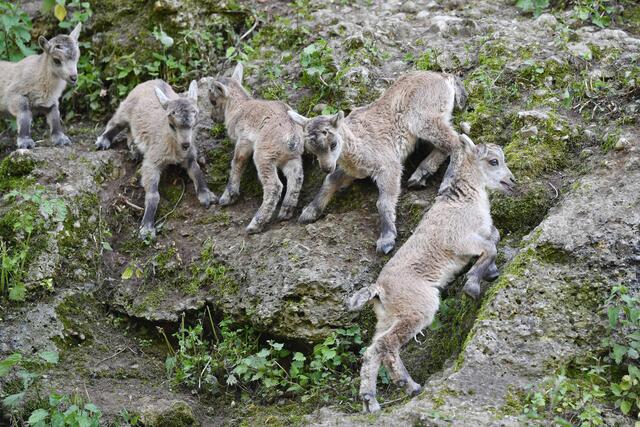 Die jungen Alpensteinböcke im Zoo Salzburg sind schon wahre Kletterkünstler. | Foto: Kerstin Joennson