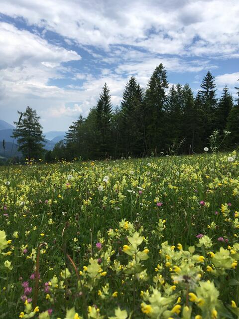 blühende Bergwiesen - auch zu finden in Heiligengeist/Dobratsch