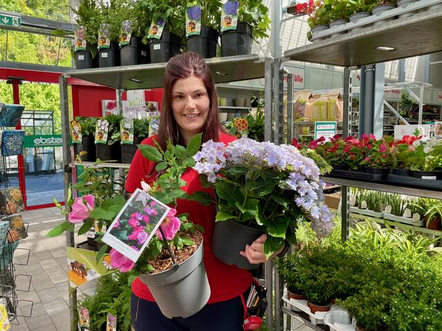 Mittelhohe Pflanzen fürs Blumenbeet sind unter anderem Rosen, Lavendel und Hortensien.