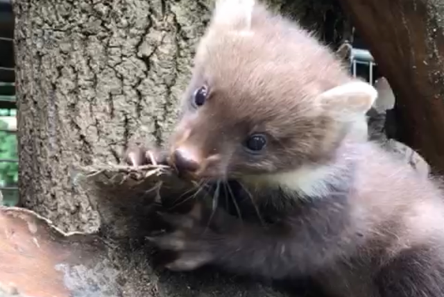 Doppelter Nachwuchs bei Baummardern! | Foto: Alpenzoo Innsbruck