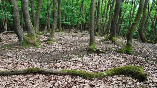 Bitte um Verständnis, dass ich die sonst in meinen Dokus üblichen, genauer beschriebenen Wanderrouten und Örtlichkeiten in diesem Fall aus Rücksicht und zum Schutz der Mufflonherde nicht namentlich nennen und öffentlich bekanntgeben möchte. | Foto: S.Plischek