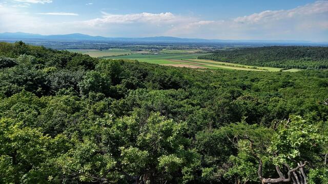 ... hier auf der niederösterreichischen Seite der Blick auf Pottendorf-Weigelsdorf-Ebreichsdorf (Bildmitte v.li.n.re.), im Hintergrund sieht man die Gutensteiner Alpen. 
 | Foto: S.Plischek
