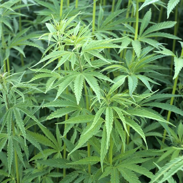 In einem Kinderzimmer in Pinsdorf stellte die Polizei eine Cannabisplantage sicher.