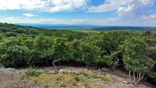 Der Aufstieg wird mit einem herrlichen Blick ins Steinfeld und in die Thermenregion belohnt. Im Hintergrund die Gutensteiner Alpen.
 | Foto: S.Plischek
