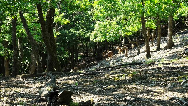  ... sahen wir die Mufflonherde in einem Graben im Wald wieder. | Foto: S.Plischek