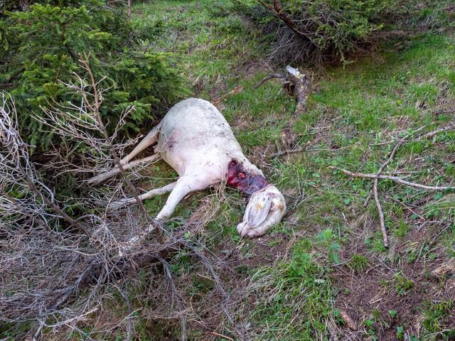 Ein gerissenes Schaf. Gesetztesnovellierung und Aufklärung der Bevölkerung als Schwerpunktthemen. | Foto: Amplatz