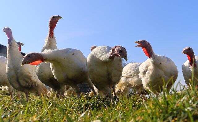 Martin und Ingrid Eckerstorfer haben sich auf die Direktvermarktung von Bio Putenfleisch spezialisiert. | Foto: Foto: Eckerstorfer