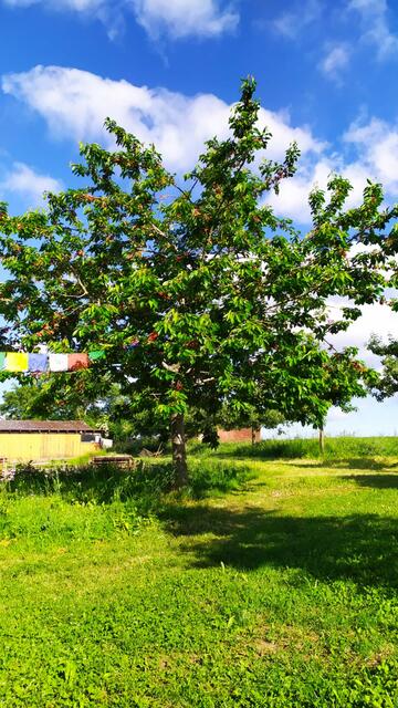 Kirschen als Wegzehrung zum Selberpflücken | Foto: Aina Geber