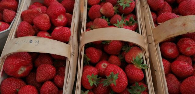 Bio-Erdbeeren zum Selbstpflücken am Biberhof in Windhaag.  | Foto: Biberhof