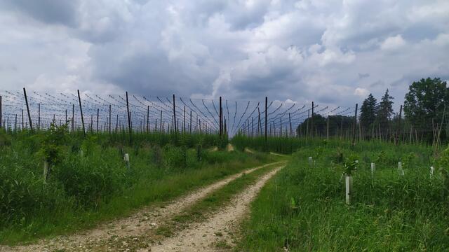 Hopfen, soweit das Auge reicht | Foto: Aina Geber