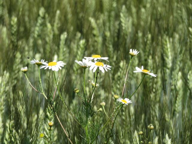 15.06.2021 Stören diese Blumen den Ertrag oder helfen sie den Bauern?
