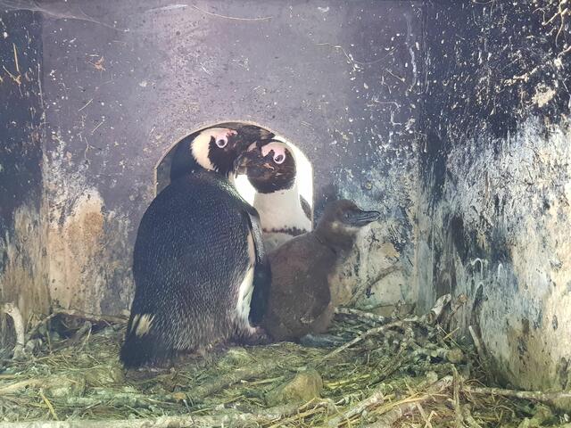 Die Brillenpinguine Dorie und Samaki kamen im vergangenen Jahr von Amsterdam in den Salzburger Zoo und sorgten nun hier für Nachwuchs. | Foto: Zoo Salzburg