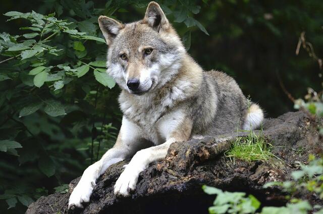 Auf einer Alm in Oberperfuss wurde ein Wolf gesichtet – Meldungen über Risse liegen derzeit in diesem Gebiet nicht vor.