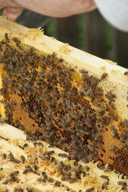 Der Bienenzuchtverein Hippach/Ramsau/Schwendau hat sich dem Schutz der wichtigen Tiere verschrieben