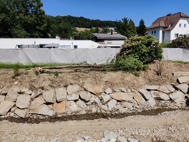 Vier frisch gepflanzte Bäume am Haselbach, oberhalb der Grollwegbrücke, wurden von Unbekannten gefällt.