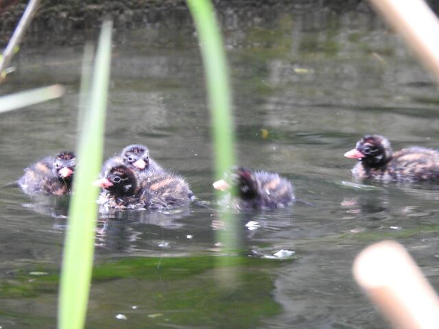 Nachwuchs im Ententeich des Alpenzoos | Foto: Alpenzoo Innsbruck