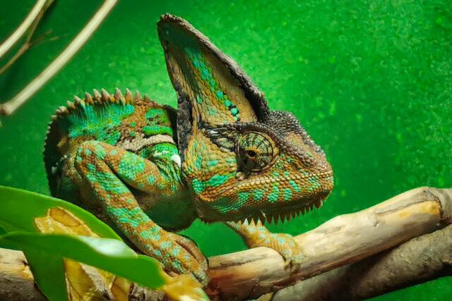 Chamäleon aus Raphael Luttingers Reptilienzoo.