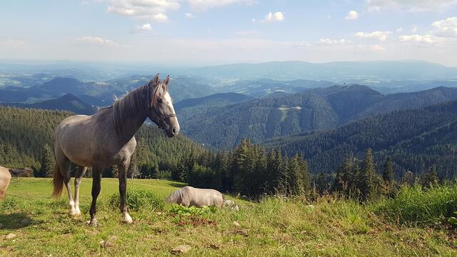 Region Obergraz | Foto: WOCHE