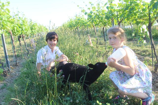 Jakob und Luise Sailer füttern Schaf Franzl im Weingarten | Foto: arbes