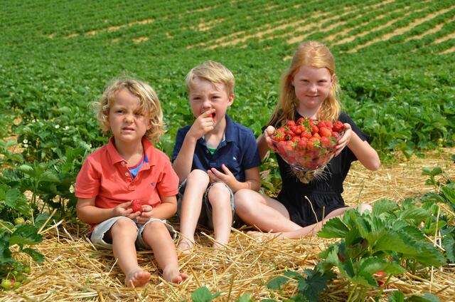 Am Bild zu sehen sind Fabiola, Leonhard und Johannes Thaller beim Verkosten der süßen Früchte am Erdbeerfeld in Sarleinsbach.