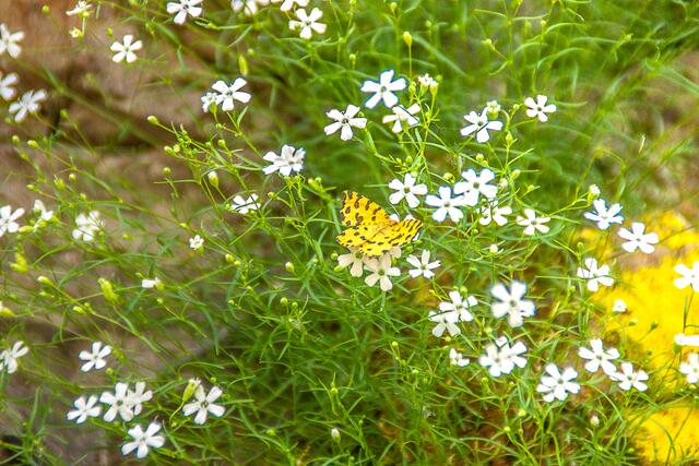 Foto: Brigitte Katzensteiner