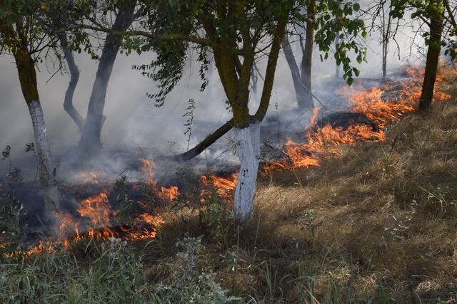 Die BH Grieskirchen Eferding warnt vor Waldbränden und gibt deshalb eine ab 18. Juni 2021 entsprechende Verordnung heraus. | Foto: panthermedia_net - fotogigi85