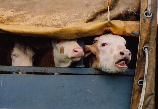 Der UBV will den Konsumenten zum Nachfragen motivieren. Bundesweit werden Tafeln aufgestellt, welche den Konsumenten mit dem #fragdenWirt dazu auffordern | Foto: Animal Spirit